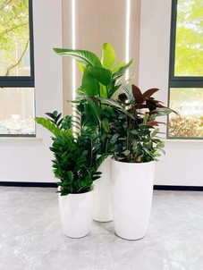 热词揭秘江北盆景租摆价格，速戳！><div class=